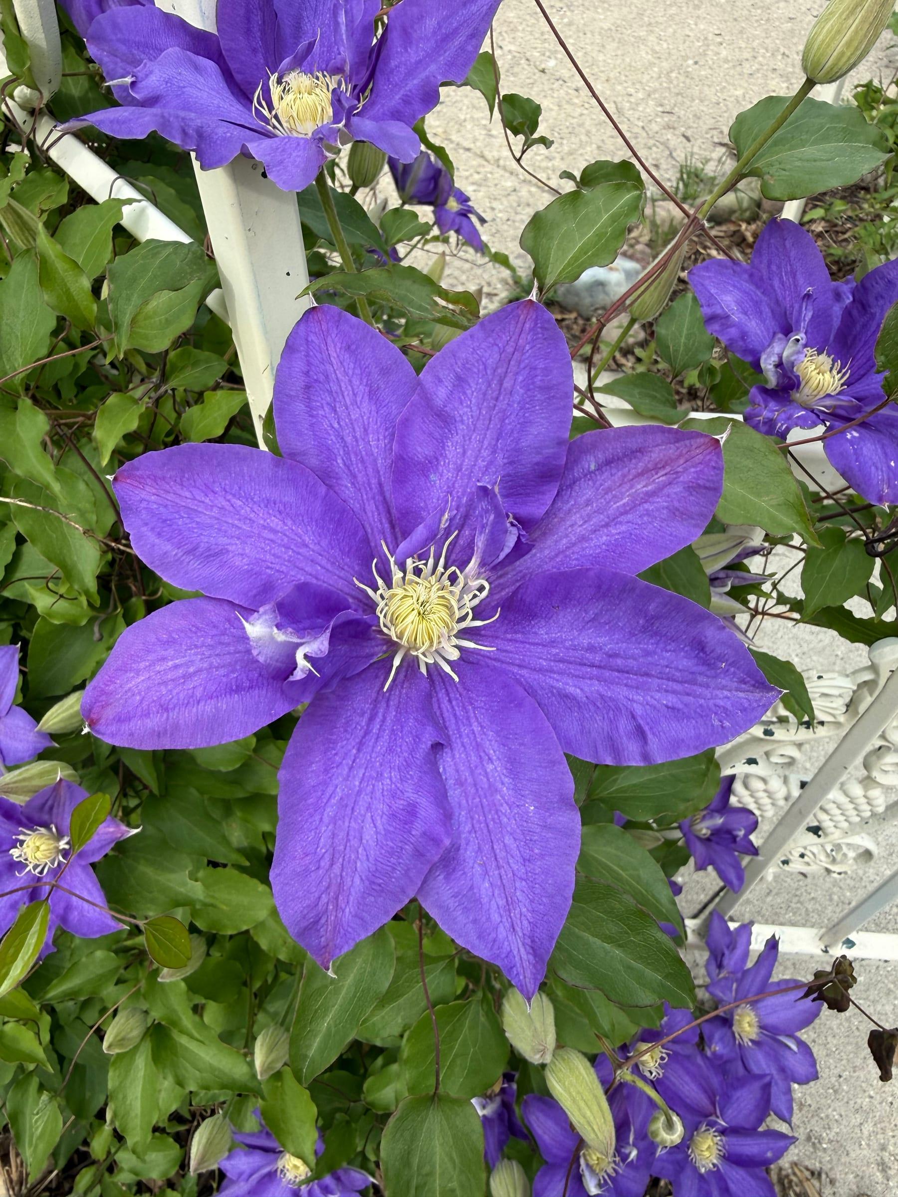A close-up of a violet clematis flower