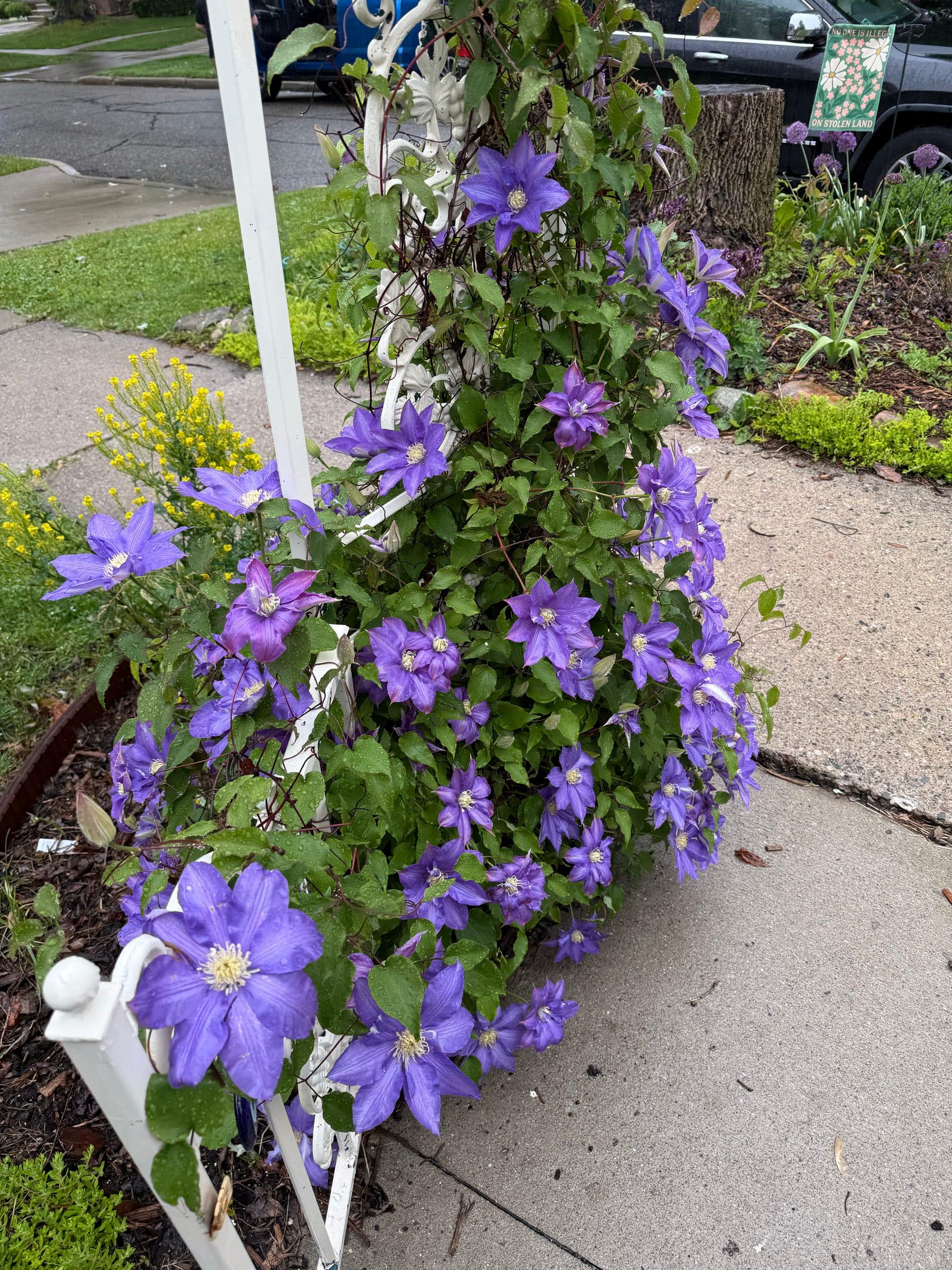 Purple clematis on a white trellis
