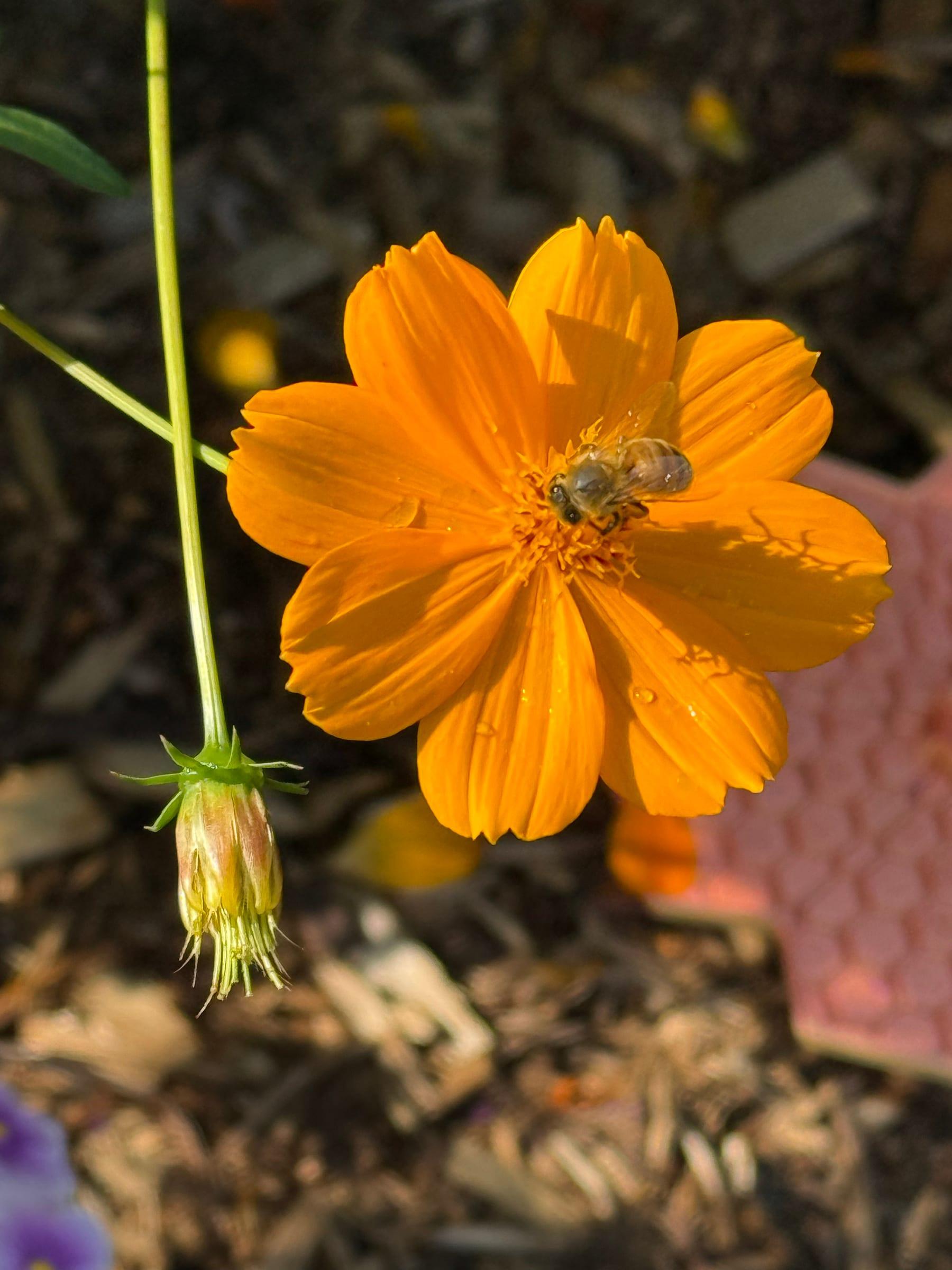 A bee gathering pollen from a bright orange cosmos flower