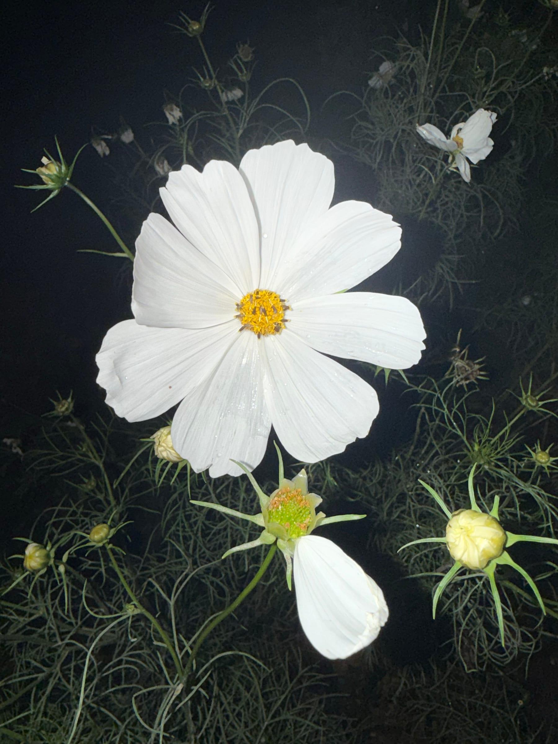 A white cosmos flower glowing against dark feathery foliage at night