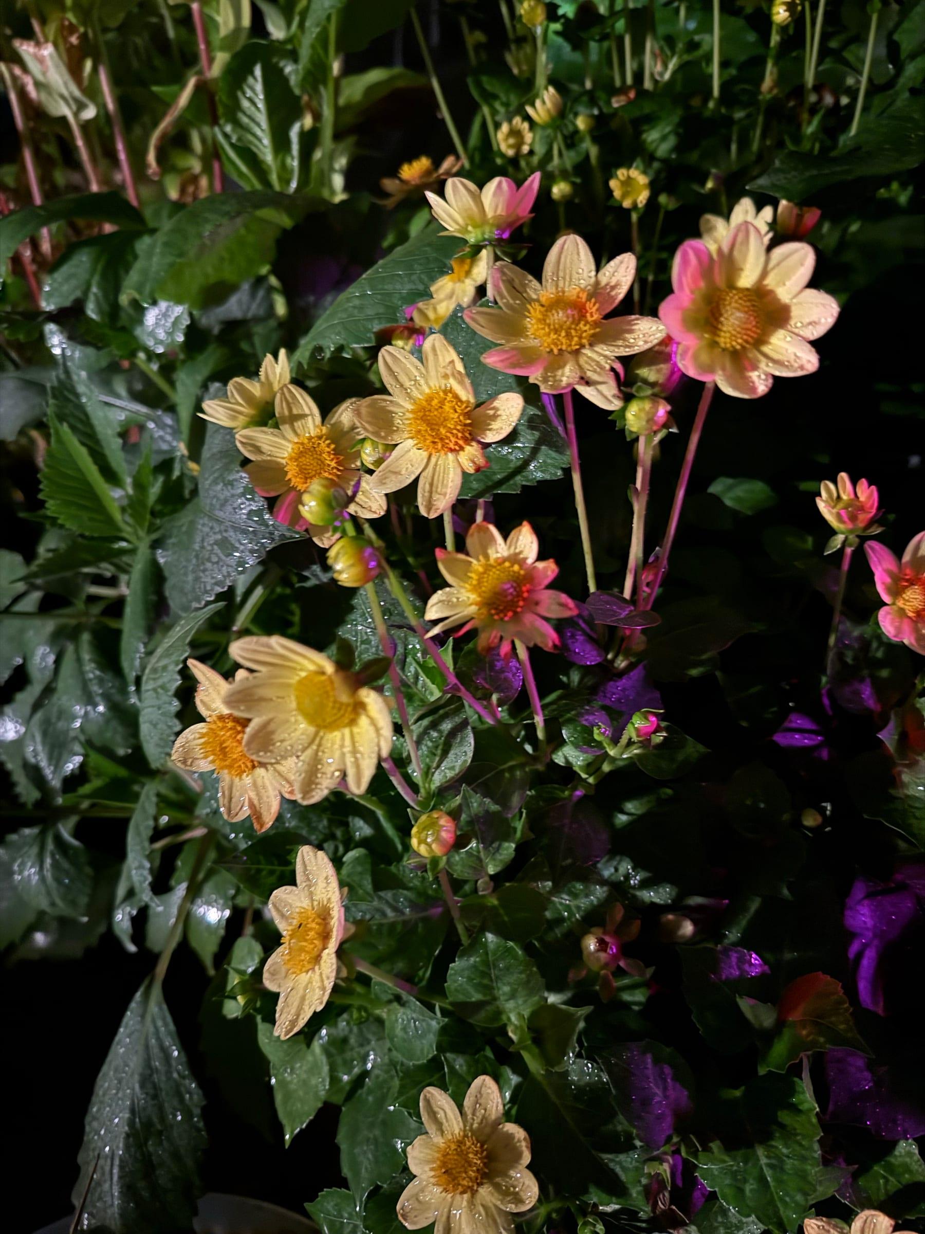Peach-colored dahlias blooming in a cluster