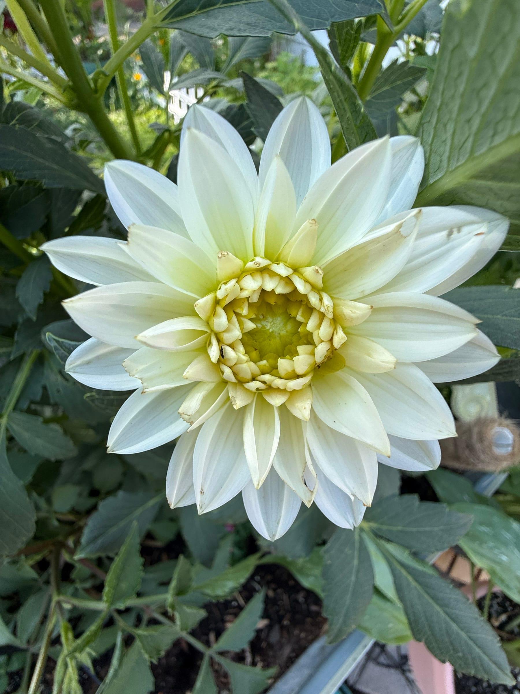A white dahlia with layered pointed petals