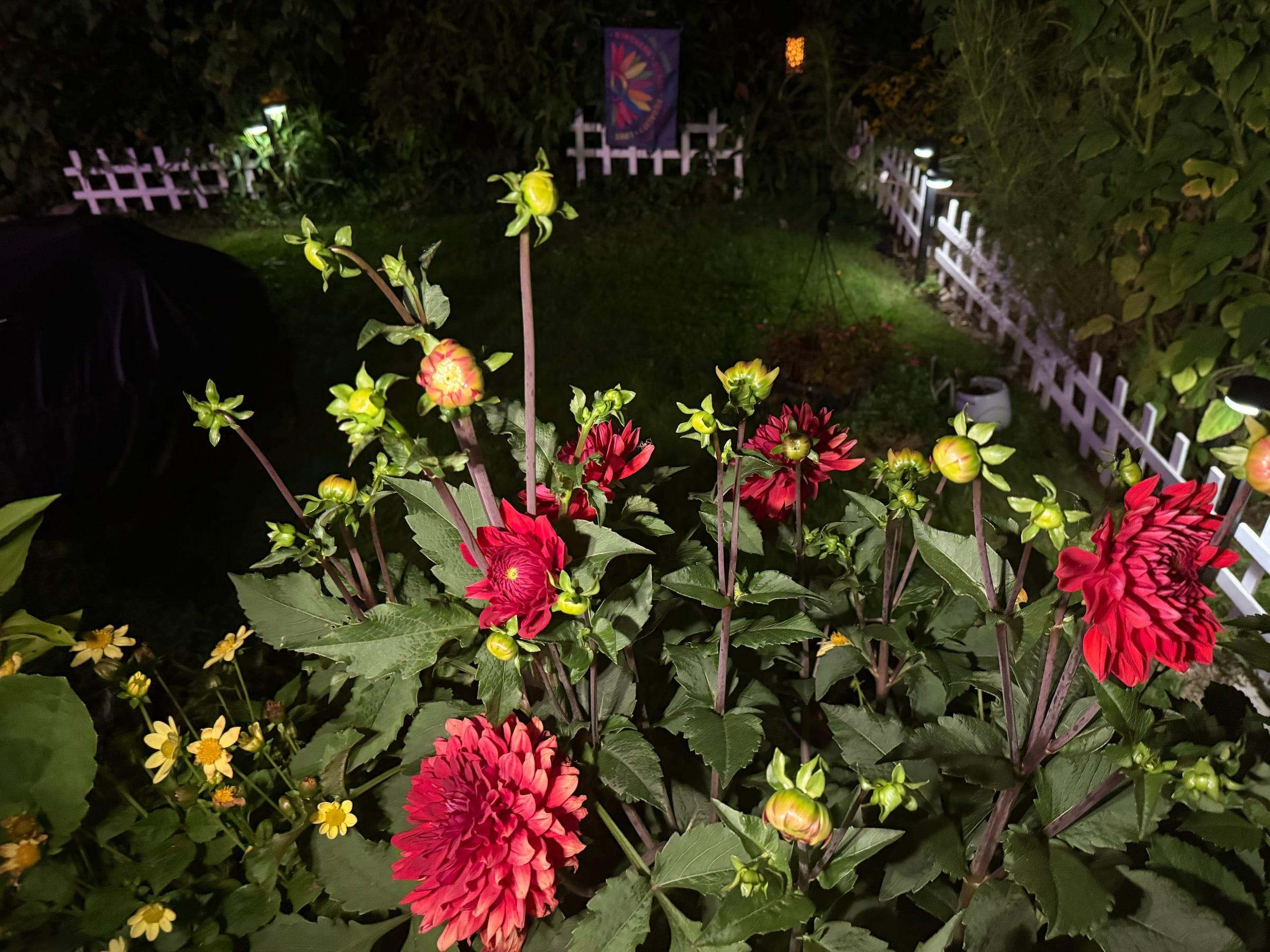 The flower bed lit up at night, dotted with red dahlias