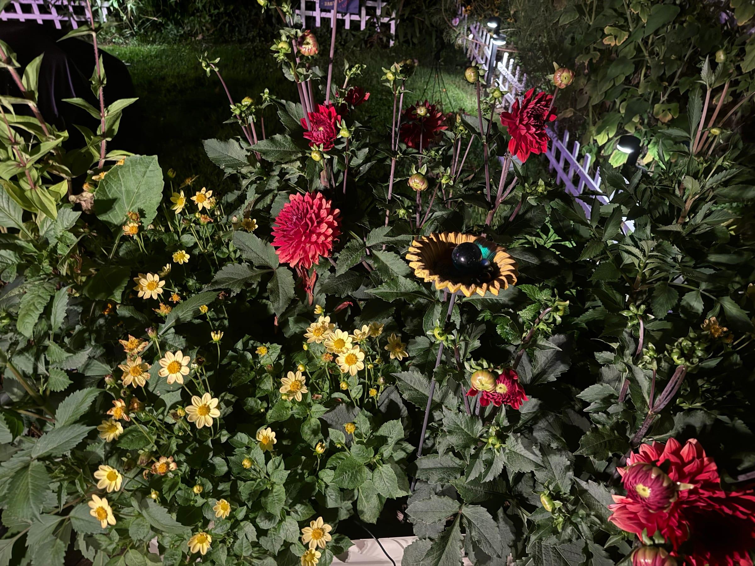 A late-summer flower bed packed with red dahlias and golden blooms