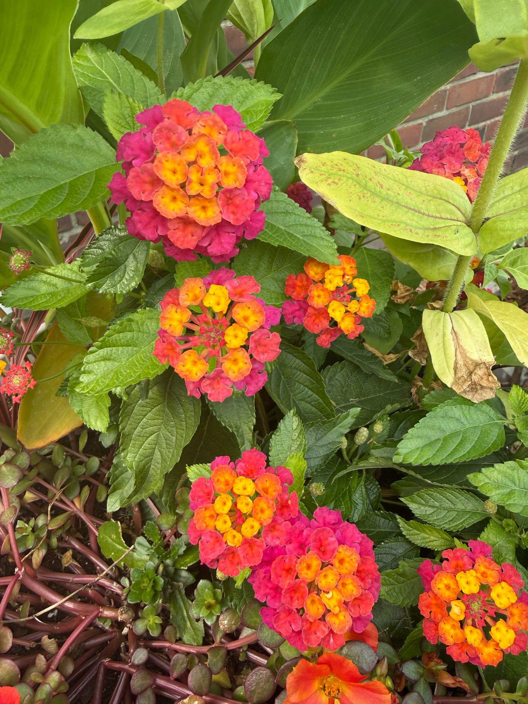 Lantana clusters in pink, orange, and yellow