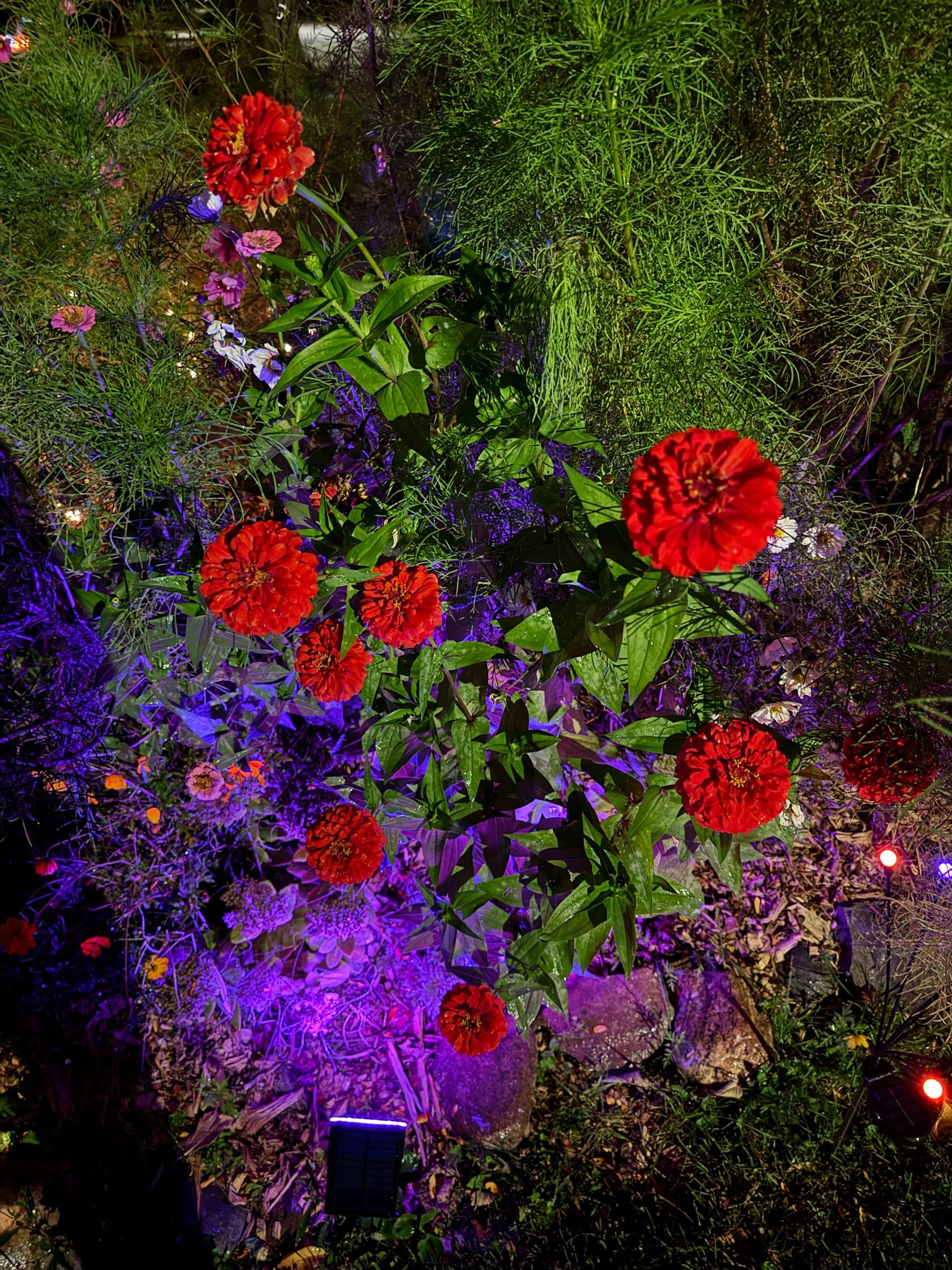 A flower bed lit with soft purple light at night, red blooms glowing