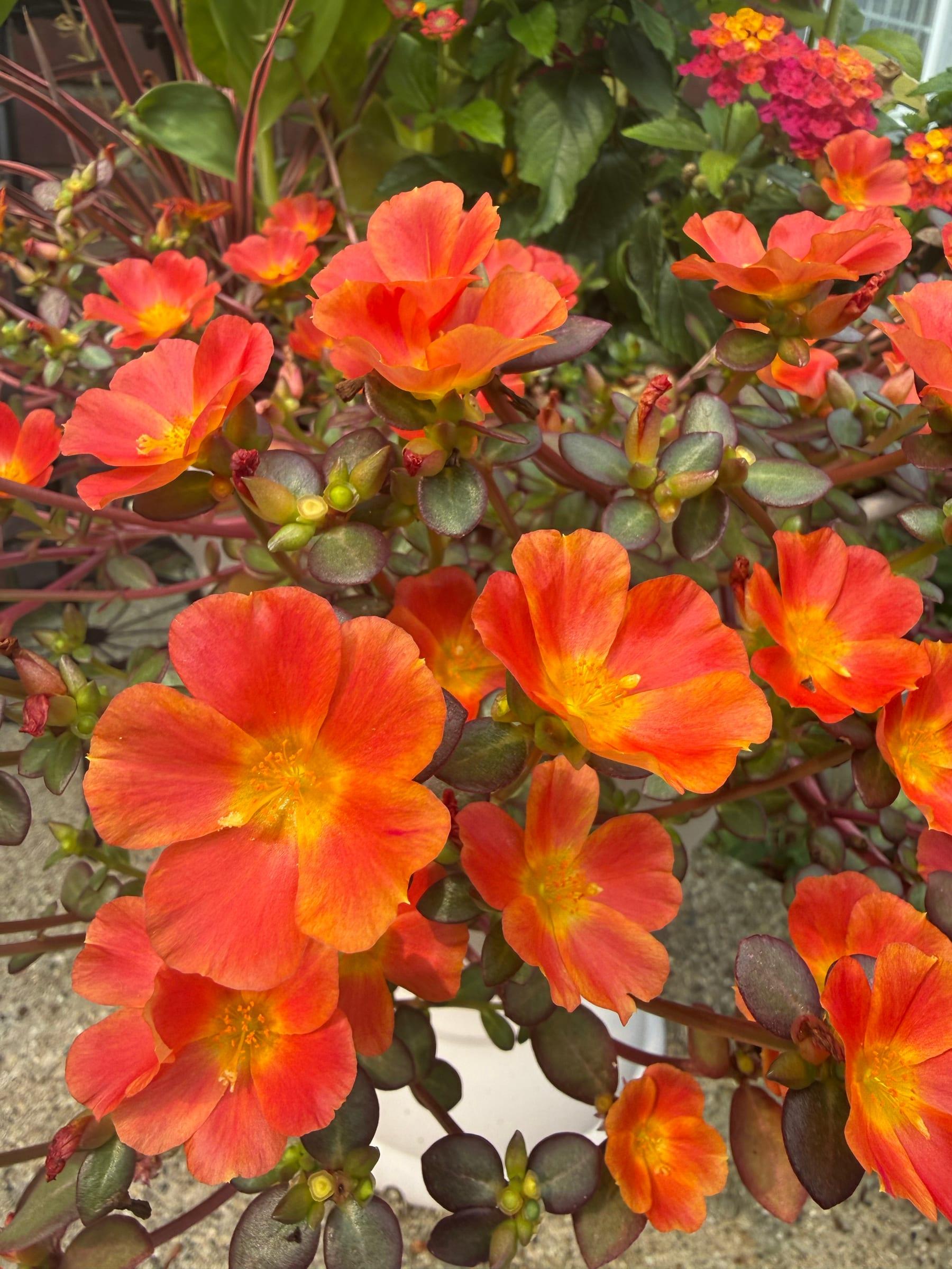 Bright orange portulaca flowers spilling over a sunny edge