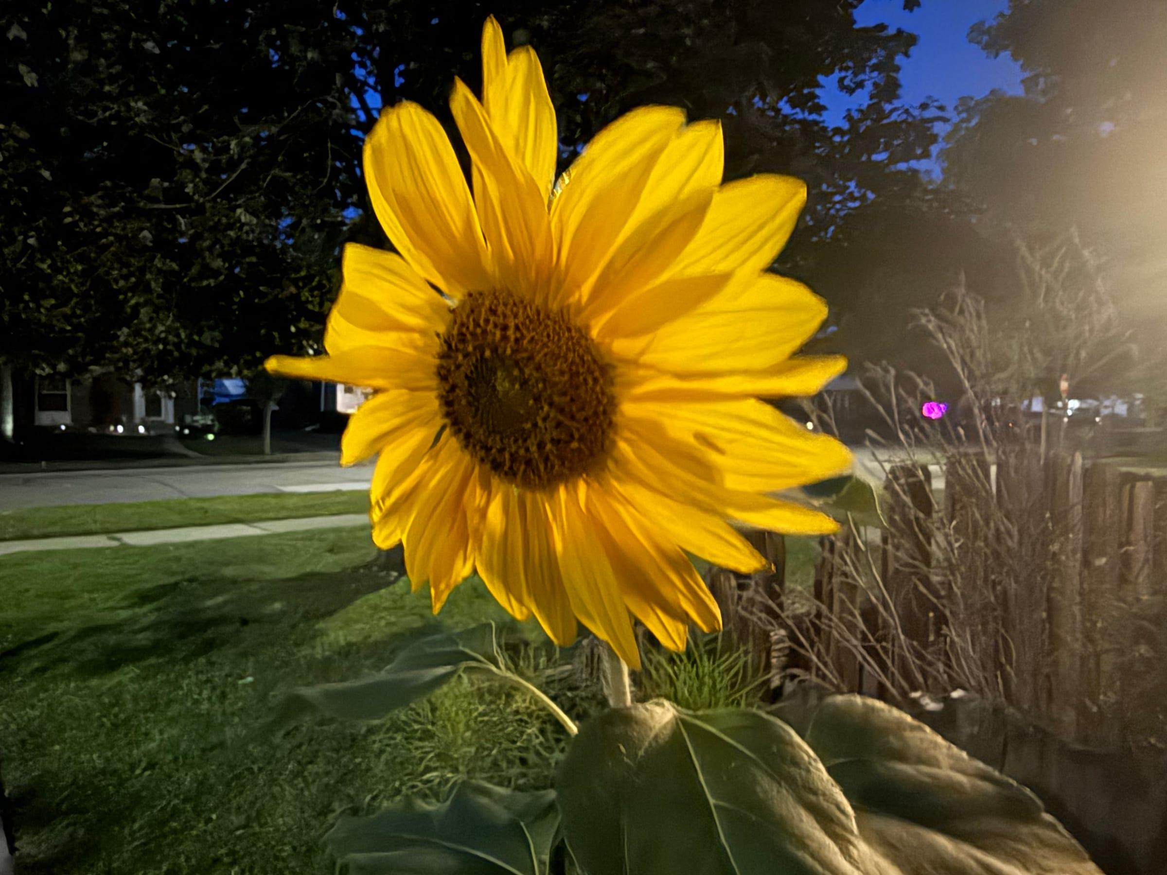 A golden sunflower glowing in the evening light