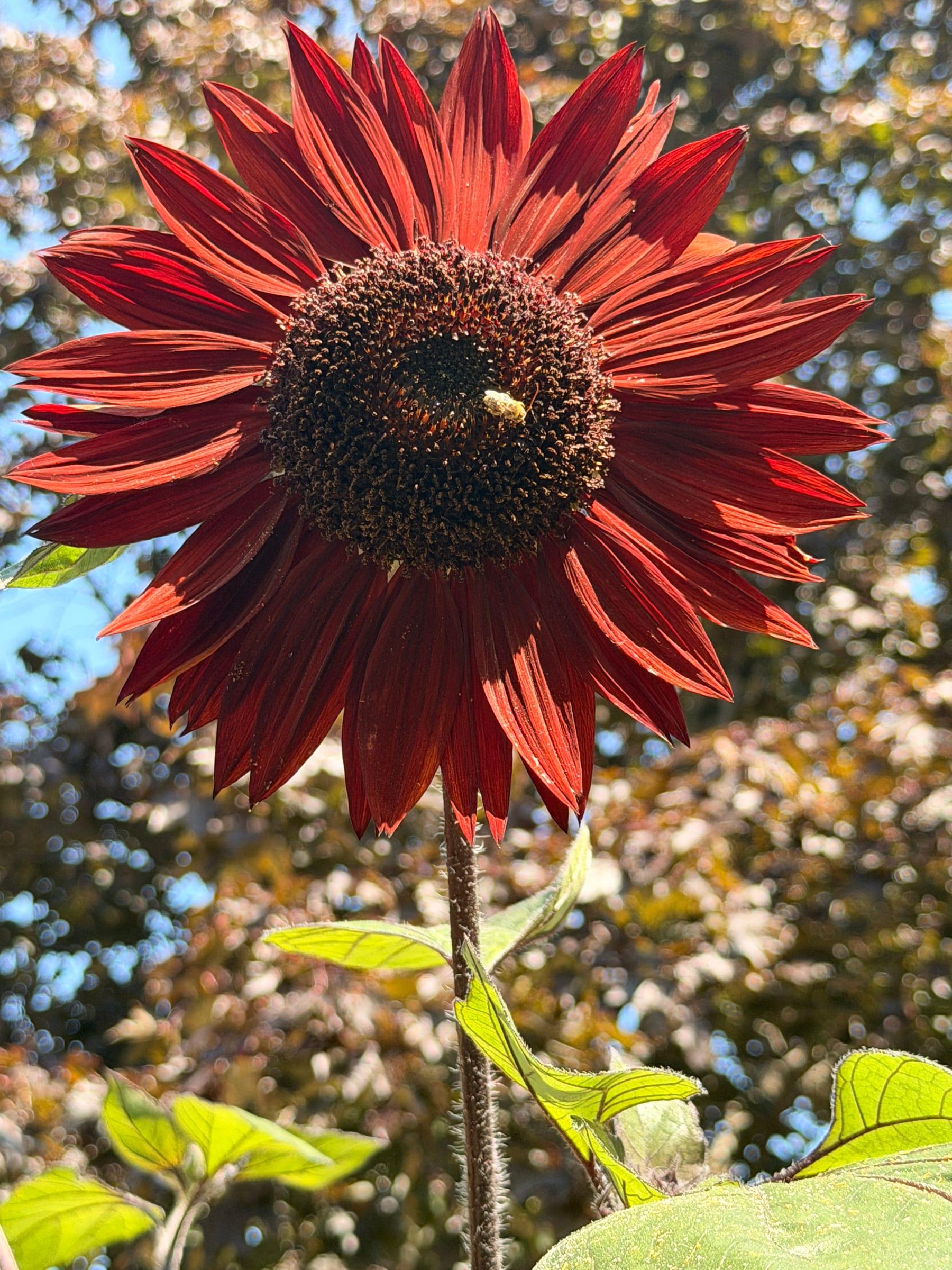 A deep red sunflower with a bee resting on its dark center